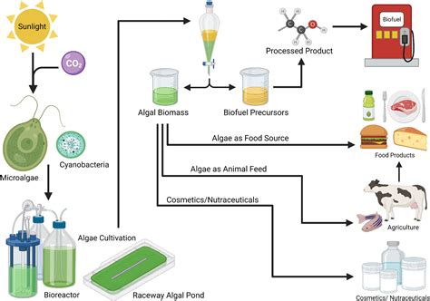  Ketocarotenoid:  Sustainable Food Coloring From Algae!