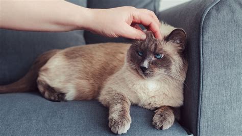 三峰神社はなぜ人気 そしてなぜ猫が鍵を握るのか